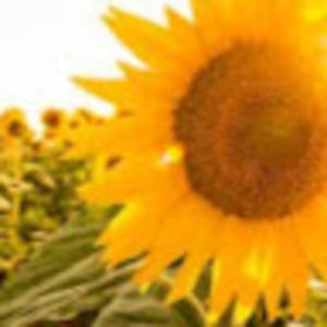 Meet your Posher, Evelyn